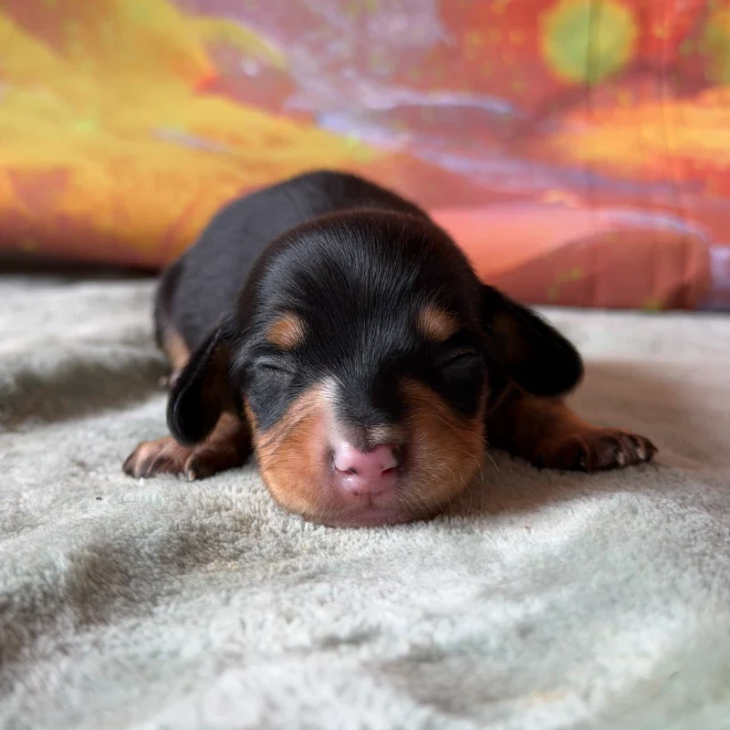 Dachshund Puppy - Ford