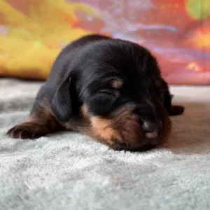 Dachshund Puppy - Gypsy