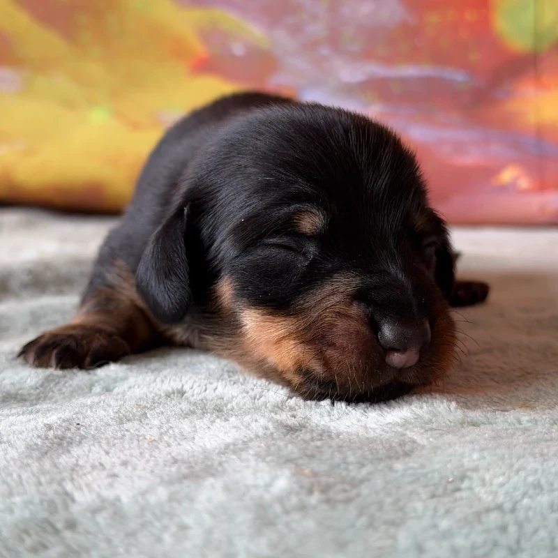 Dachshund Puppy - Gypsy