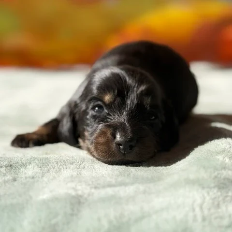 Dachshund Puppy - Hattie