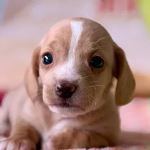 Dachshund Puppy - Maggie