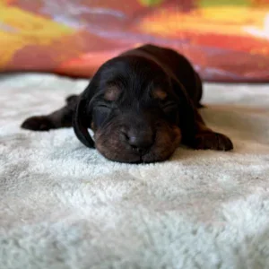 Dachshund Puppy - Nixie