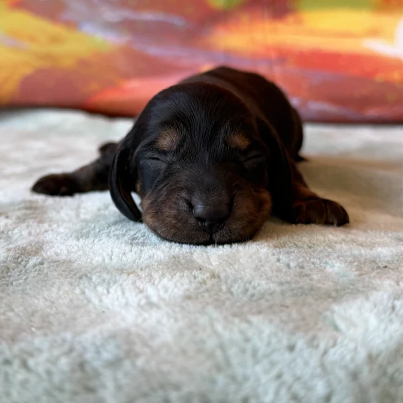 Dachshund Puppy - Nixie
