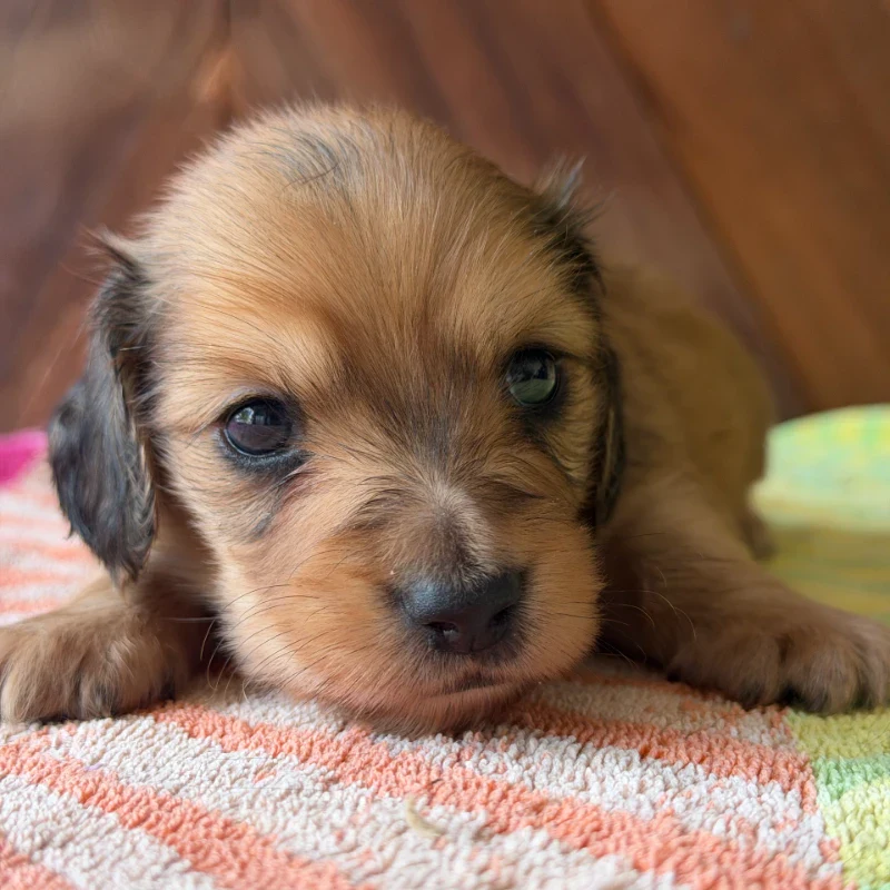Dachshund Puppy - Pecos