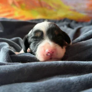 Dachshund Puppy - Polka