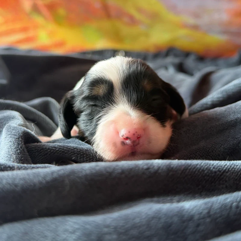 Dachshund Puppy - Polka