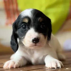 Dachshund Puppy - Polka