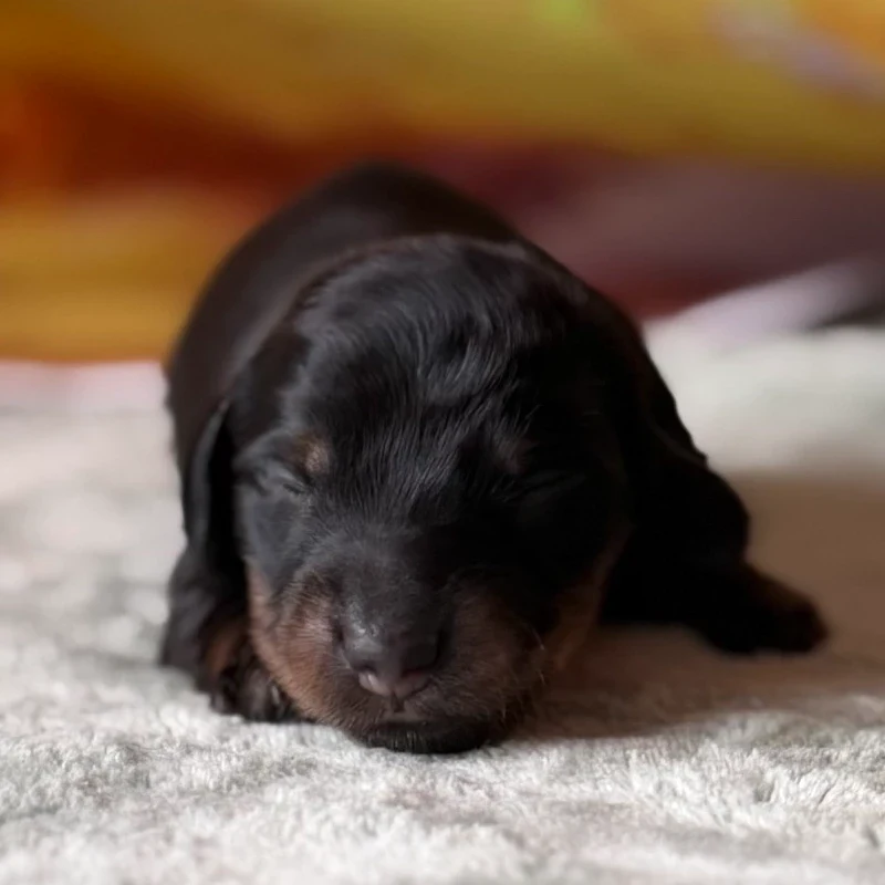Dachshund Puppy - Rawlings