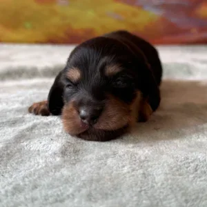 Dachshund Puppy - Remington