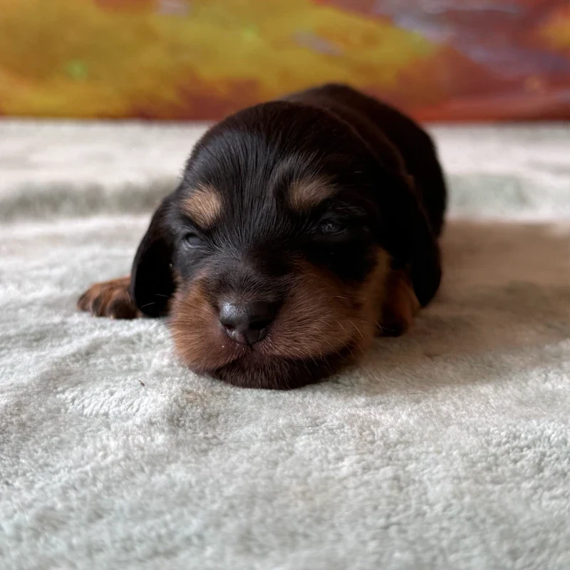 Dachshund Puppy - Remington
