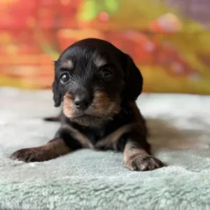 Dachshund Puppy - Rosemary