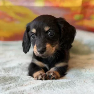 Dachshund Puppy - Rosemary