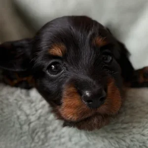 Dachshund Puppy - Simon