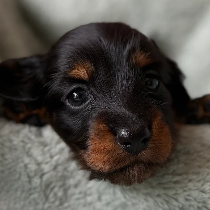 Dachshund Puppy - Simon