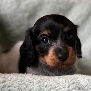 Dachshund Puppy - Sloane