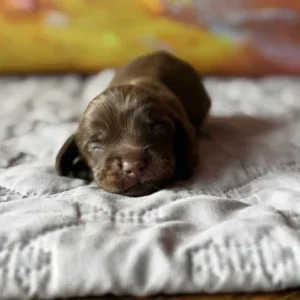 Dachshund Puppy - Stetson