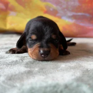 Dachshund Puppy - Tessa