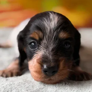 Dachshund Puppy - Theo