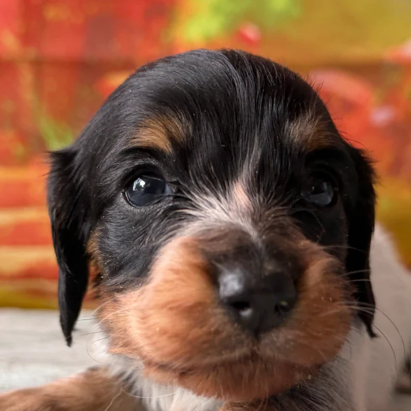 Dachshund Puppy - Wesley
