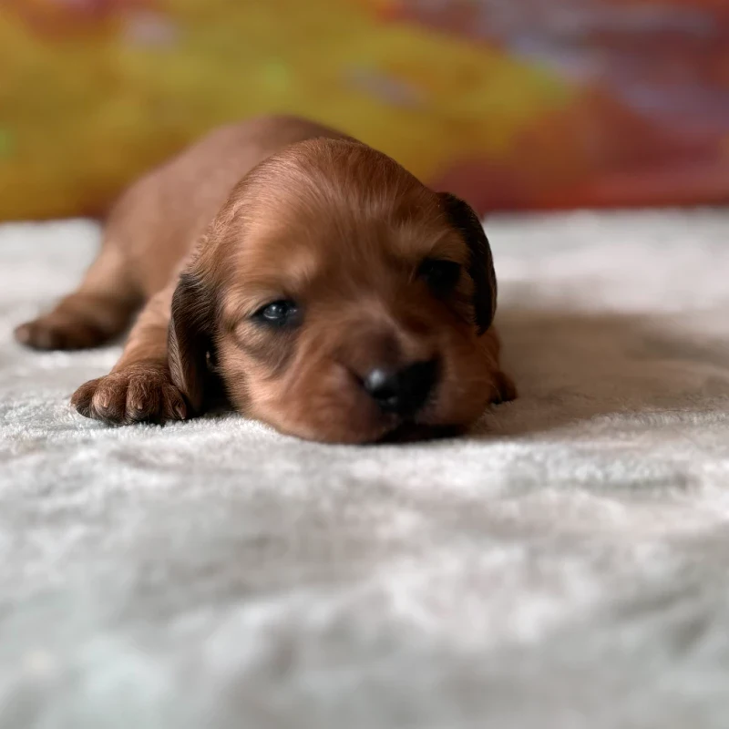 Dachshund Puppy - Wrangler