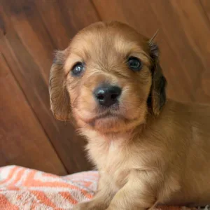 Dachshund Puppy - Wrangler