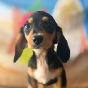 Dachshund Puppy - Arizona