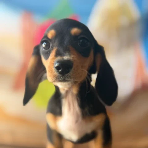 Dachshund Puppy - Arizona