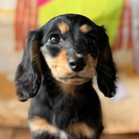 Dachshund Puppy - Athena