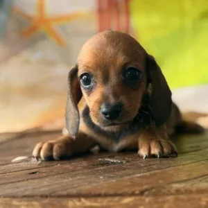 Dachshund Puppy - Caroline