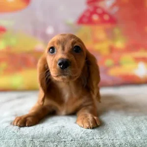 Dachshund Puppy - Delaney