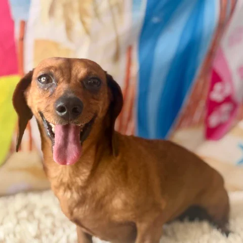 Dream-A-Dream Rescue - Evee