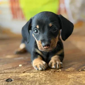 Dachshund Puppy - Gypsy
