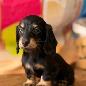 Dachshund Puppy - Hattie