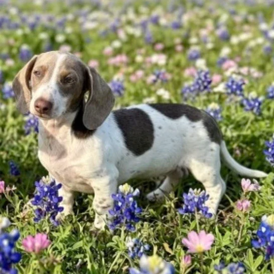 Dream-A-Dream Rescue - Lily-Isabella