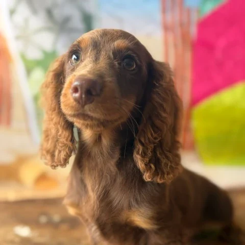 Dachshund Puppy - Millie