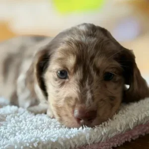 Dachshund Puppy - Mimic