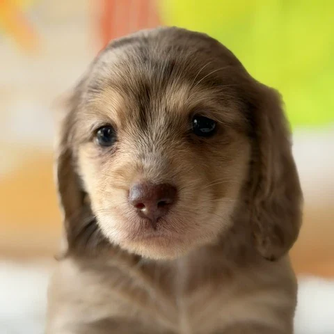Dachshund Puppy - Mobius