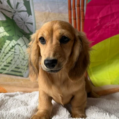 Dachshund Puppy - Neve