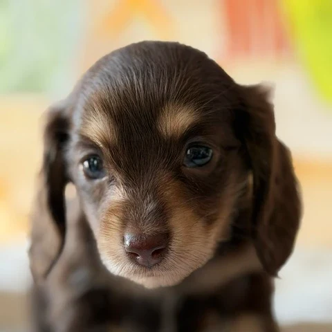 Dachshund Puppy - Nix