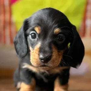 Dachshund Puppy - Nixie