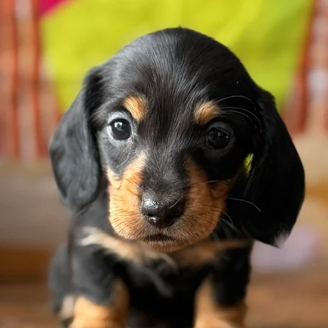Dachshund Puppy - Nixie