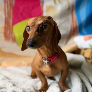 Dream-A-Dream Rescue - Pachino