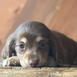 Dachshund Puppy - Raya