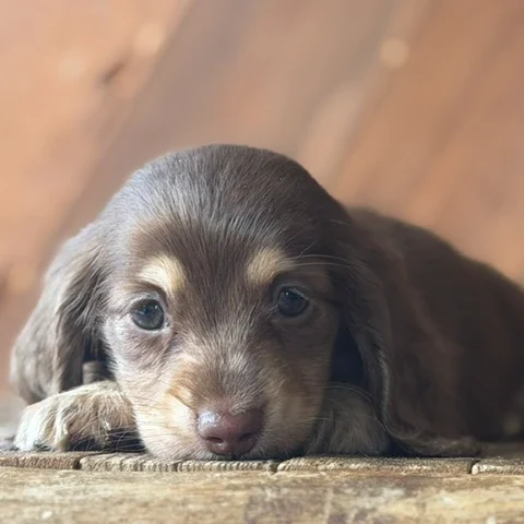 Dachshund Puppy - Raya