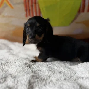 Dachshund Puppy - Remi