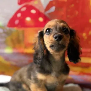 Dachshund Puppy - Rhea