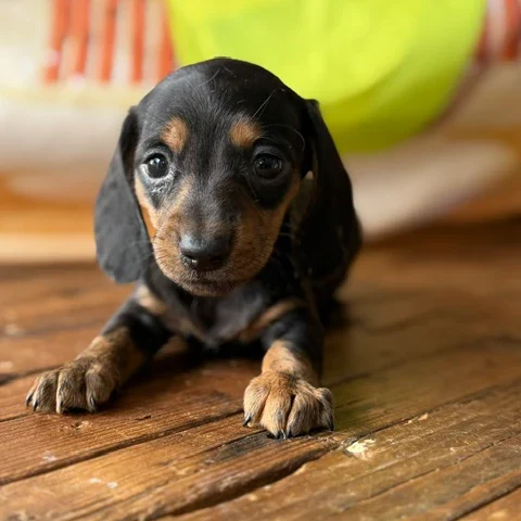 Dachshund Puppy - Nixie