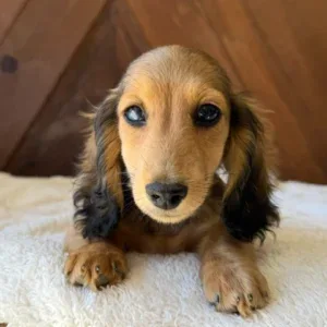 Dachshund Puppy - Russel