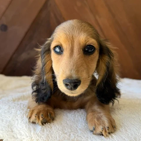 Dachshund Puppy - Russel