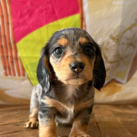 Dachshund Puppy - Talon